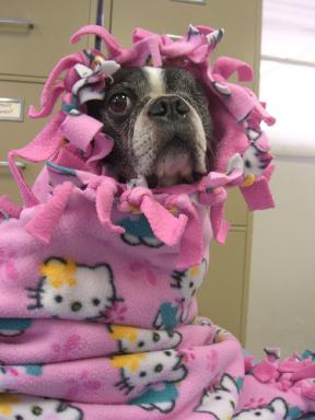 Hello Kitty dog blanket