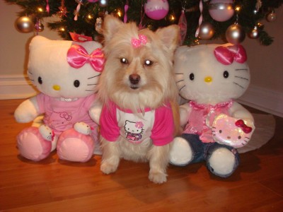 Hello Kitty dog Christmas photo nightmare