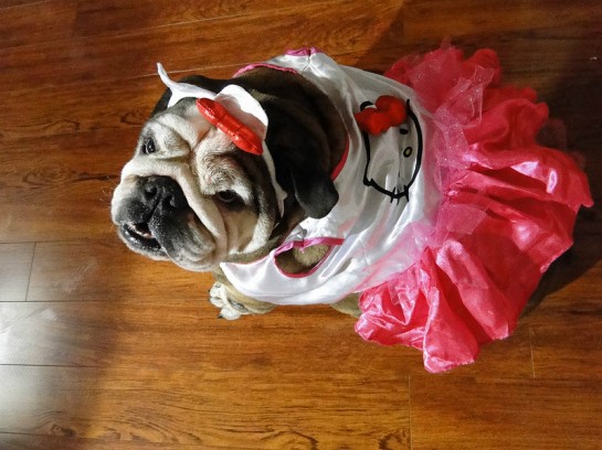 dog dressed in Hello Kitty clothes