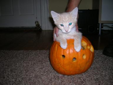 Hello Kitty pumpkin cat