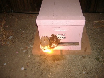 Hello Kitty bee hive with bees