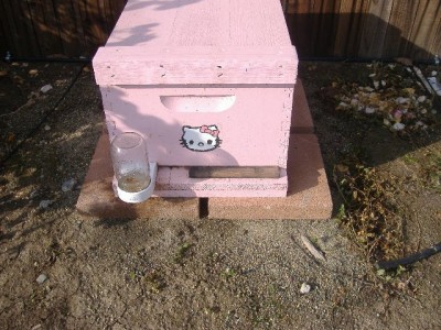 Hello Kitty hive