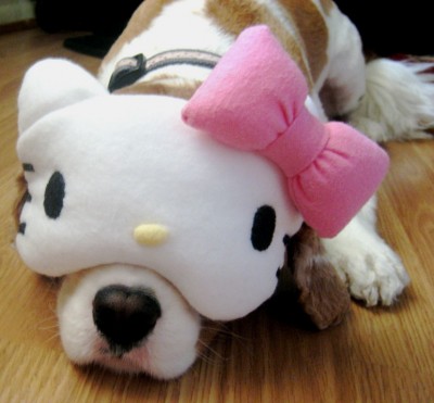 Hello Kitty sleeping mask on dog